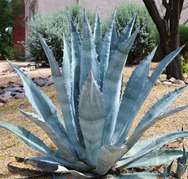 Agave