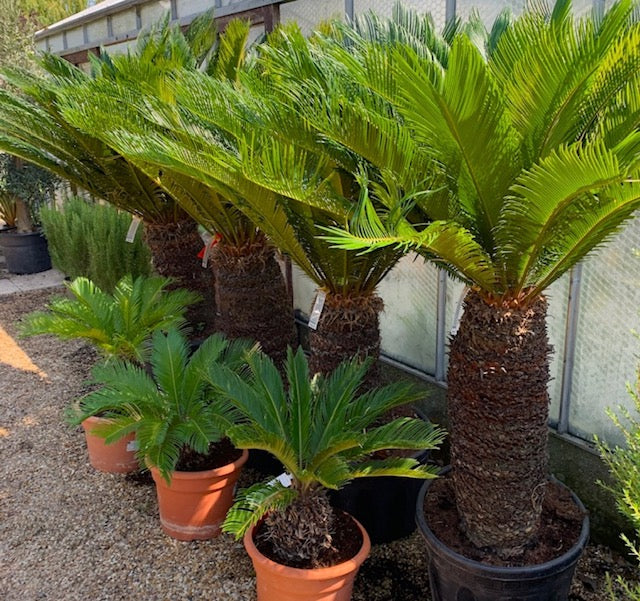 Cycas revoluta (280 million years)