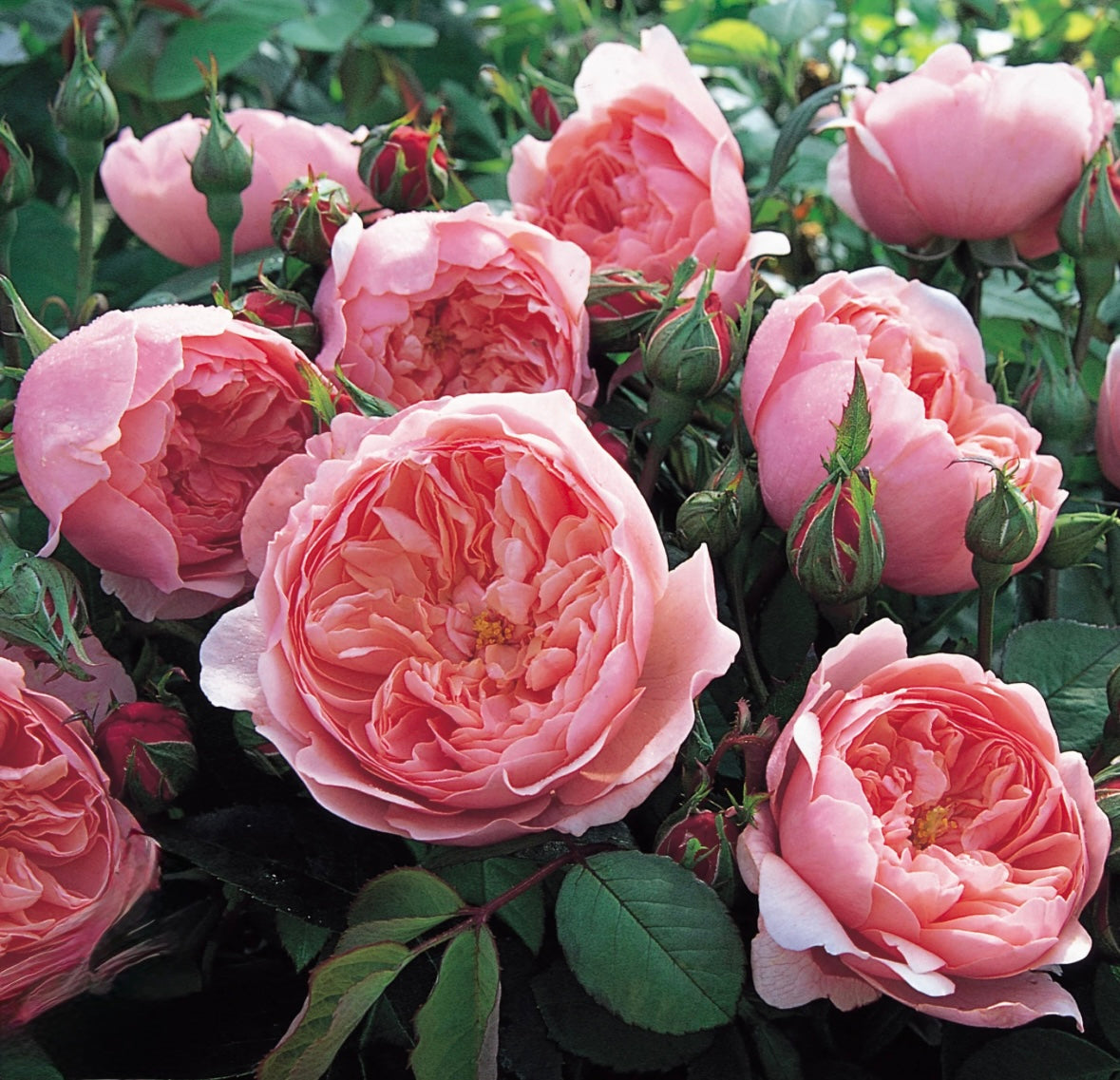 Roses (David Austin)