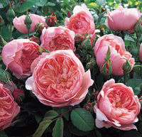 Roses (David Austin)