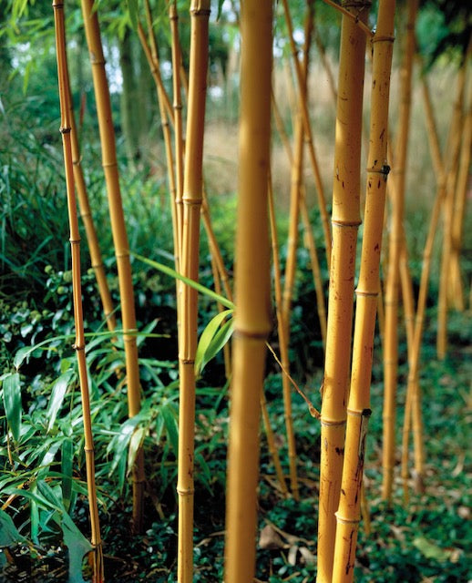 Yellow Bamboo