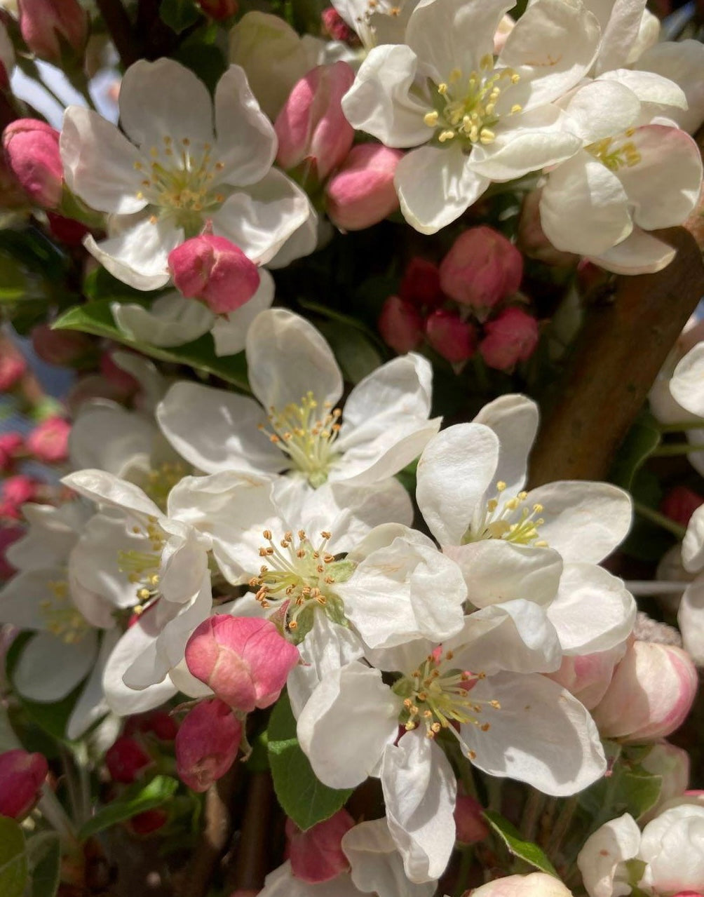Malus tree (Crab apple)