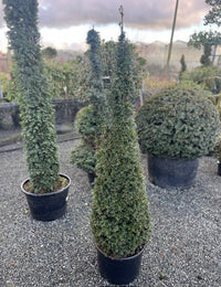 Taxus Baccata (Medium Cone)
