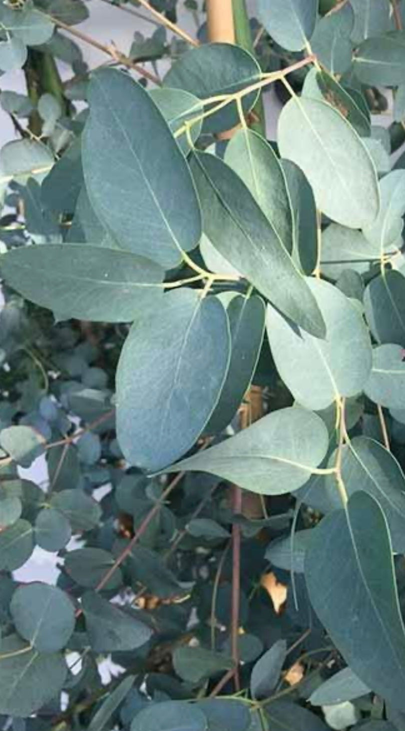 Eucalyptus