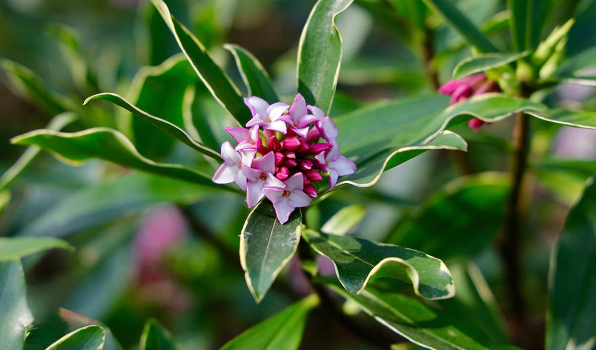 Skimmia