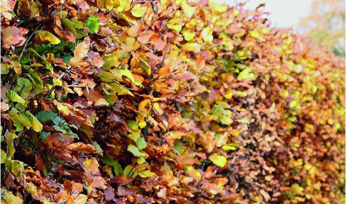 Copper Beech (Fagus)