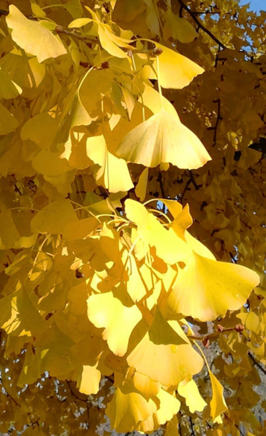 Ginkgo biloba