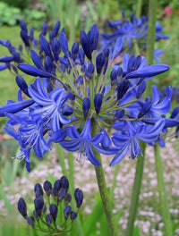 Agapanthus