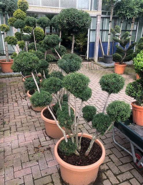 Taxus Baccata cloud tree