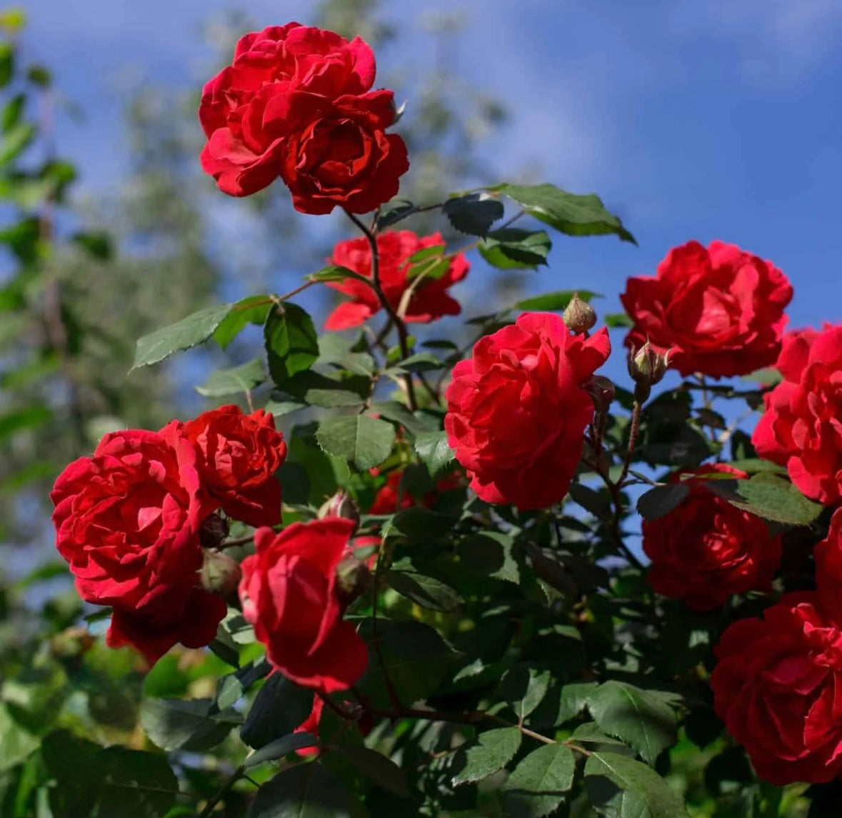 David Austin’s roses