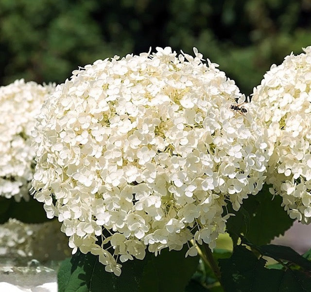 Hydrangea strong Annabelle