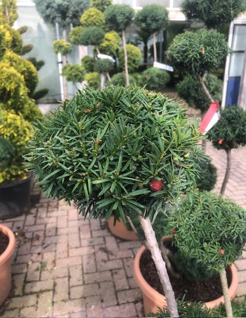 Taxus Baccata cloud tree