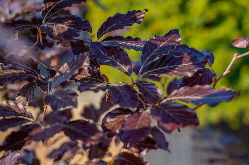 Fagus Sylvatica