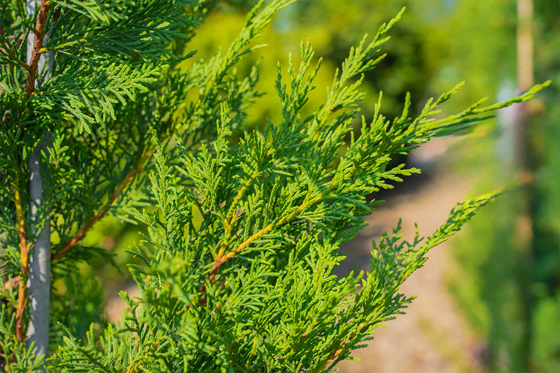 Leylandii