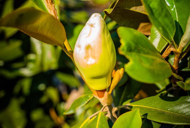 Magnolia Grandiflora