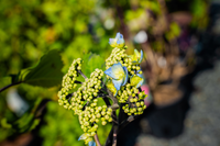 Hydrangea Black steel