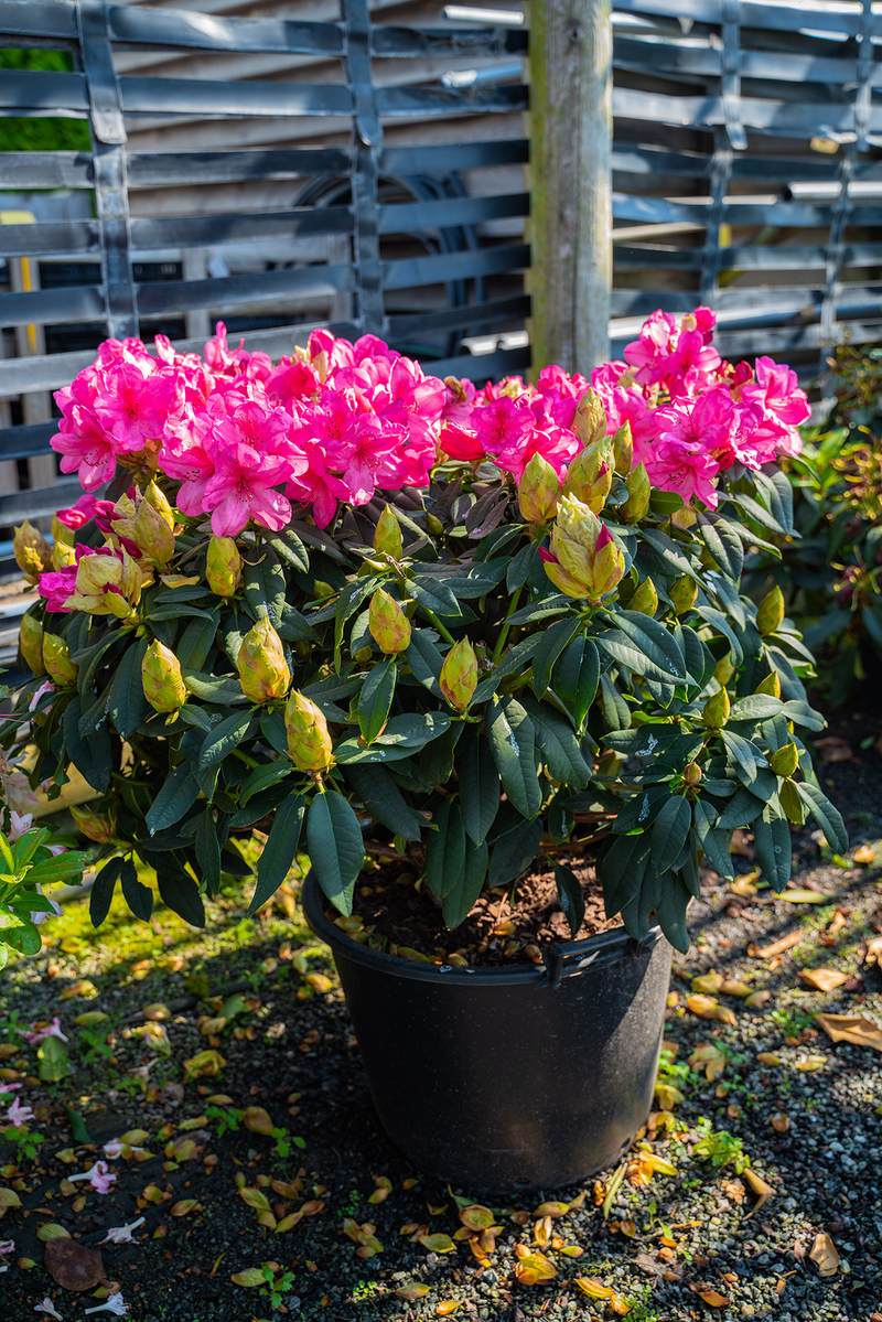 Rhododendron (XL plant)
