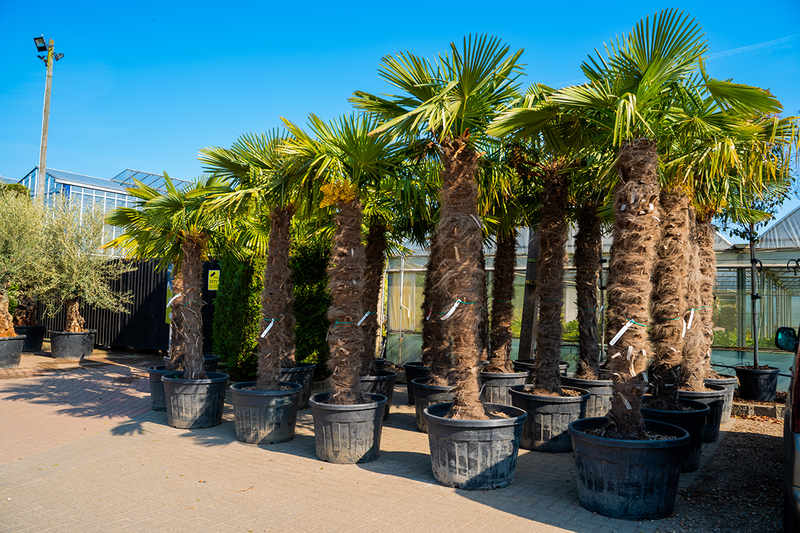 Trachycarpus Fortunei