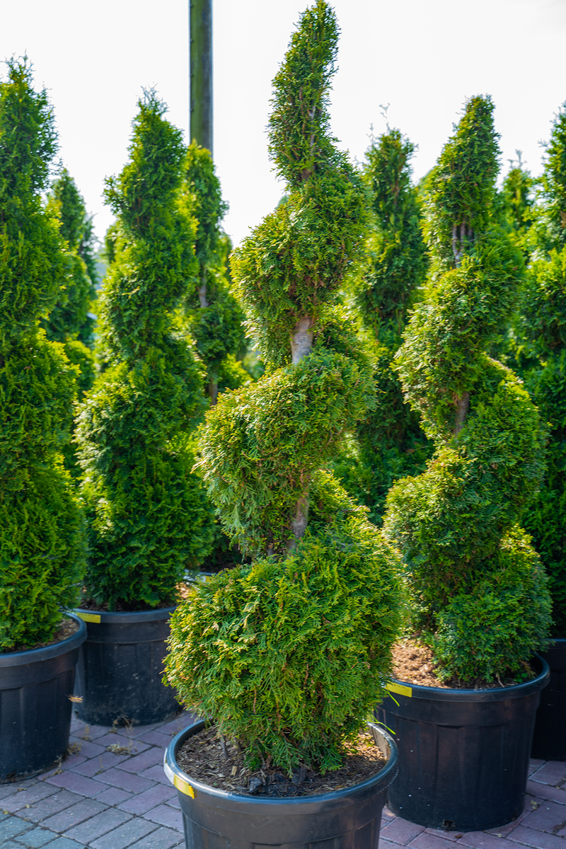 Thuja Occidentalis Smaragd - Spiral | Flourish Overhauls Garden