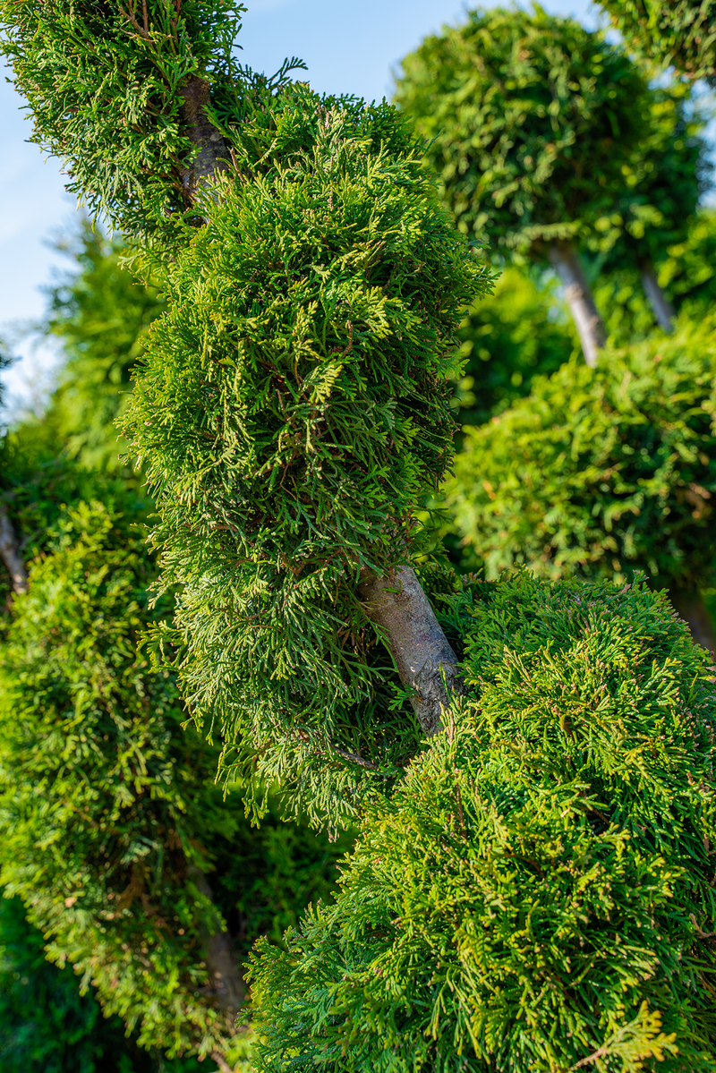 Thuja (spiral)