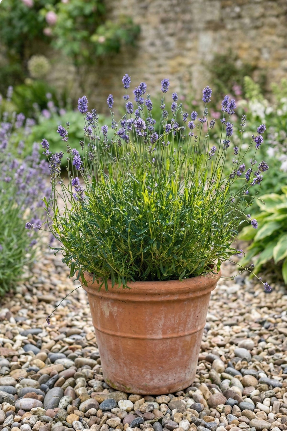 Lavender "Hidcote"